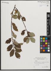 Foto von Salix L.
